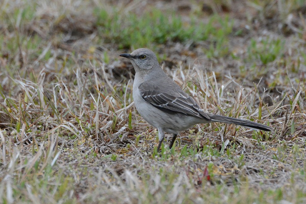 Mockingbird, Northern, 2016-05087880 Parker River NWR,vMA.JPG - Northern Mockingbird. Parker River National Wildlife Refuge, MA, 5-8-2016